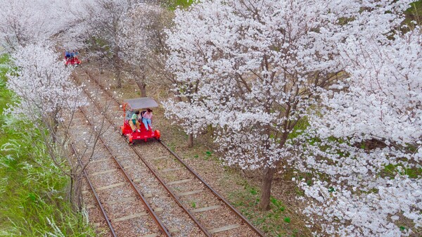 [강원 춘천]벚꽃 터널을 지나는 가평 레일바이크_사진 제공@강촌 레일파크