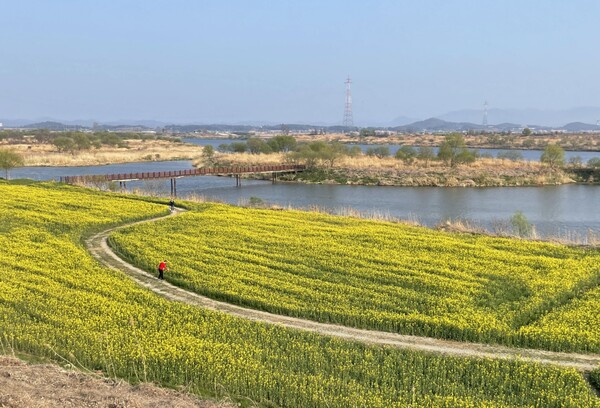 [전남 나주]둑길에서 바라본 강변 유채꽃밭과 동섬_사진 제공 @나주시청